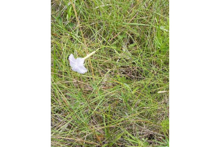 Dianthus zeyheri ssp natalensis&nbsp;19612