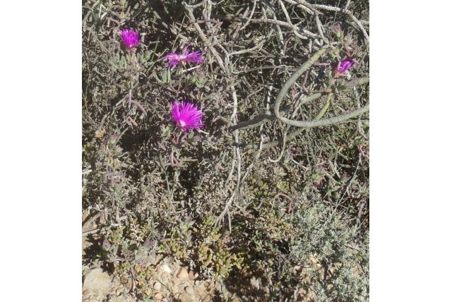 Geplooide lampranthus