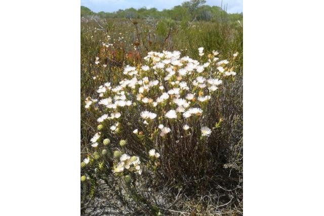 Staart lampranthus Staart lampranthus