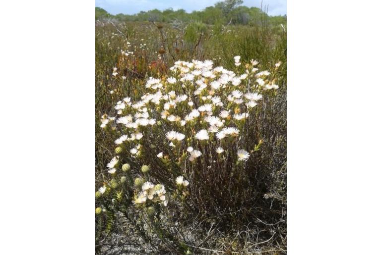 Lampranthus caudatus 19613
