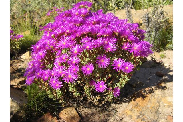 Onderscheidende lampranthus