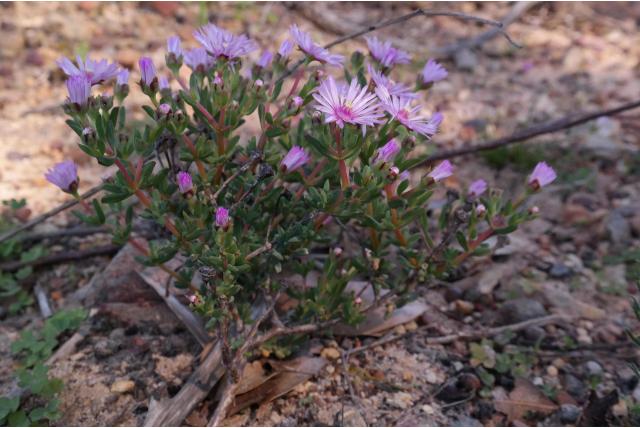 Ruwe lampranthus Ruwe lampranthus
