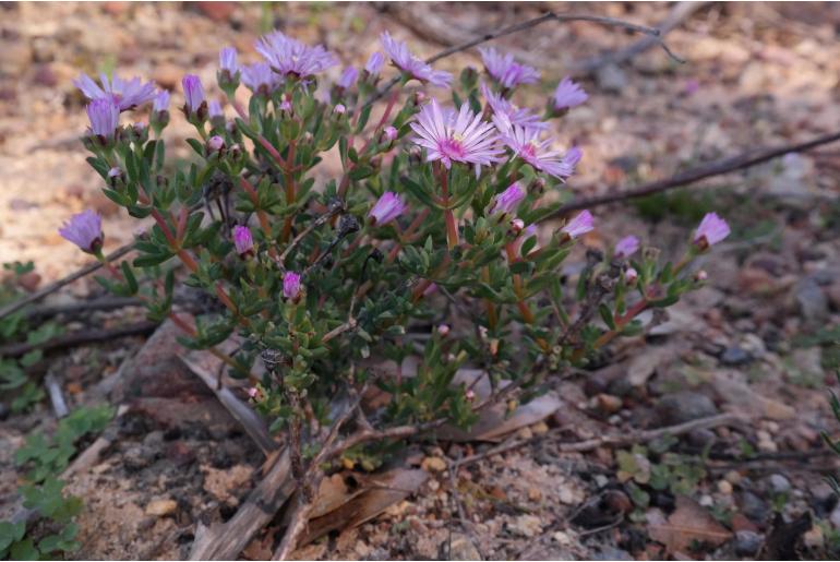 Lampranthus scaber 19615