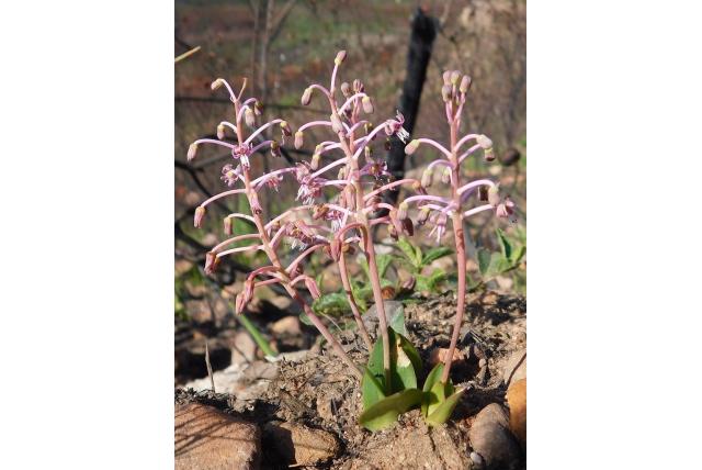 Fynbos ledebouria Fynbos ledebouria