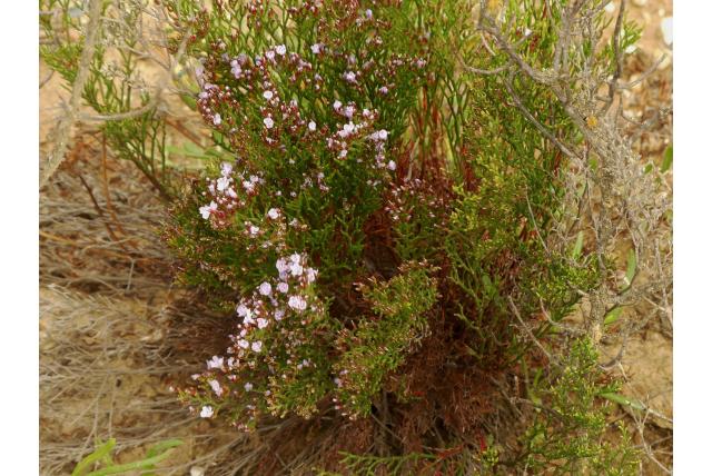 Onderscheidende limonium