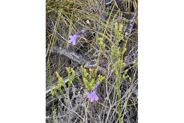 Barker's lobelia