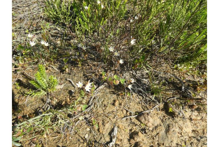 Ornithogalum pilosum 19626
