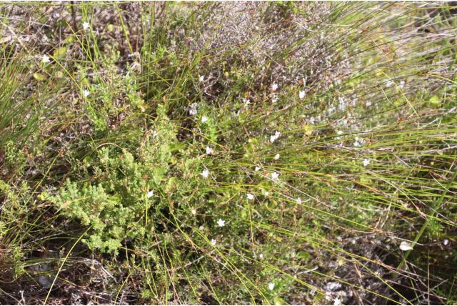 Schlechter's prismatocarpus
