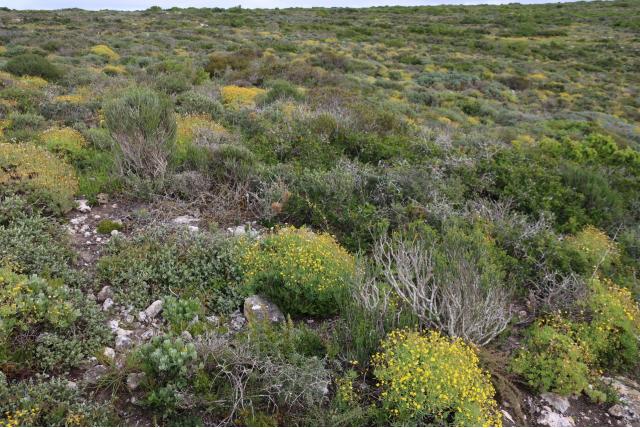Ovaal blad Pteronia
