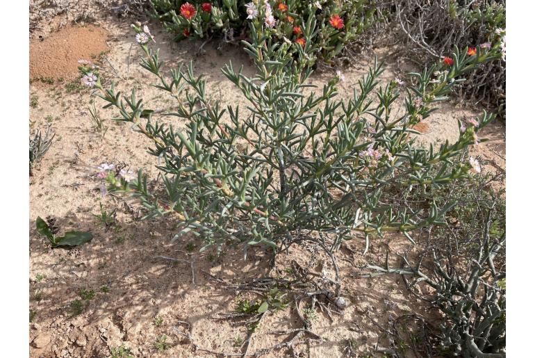 Ruschia bipapillata&nbsp;19635