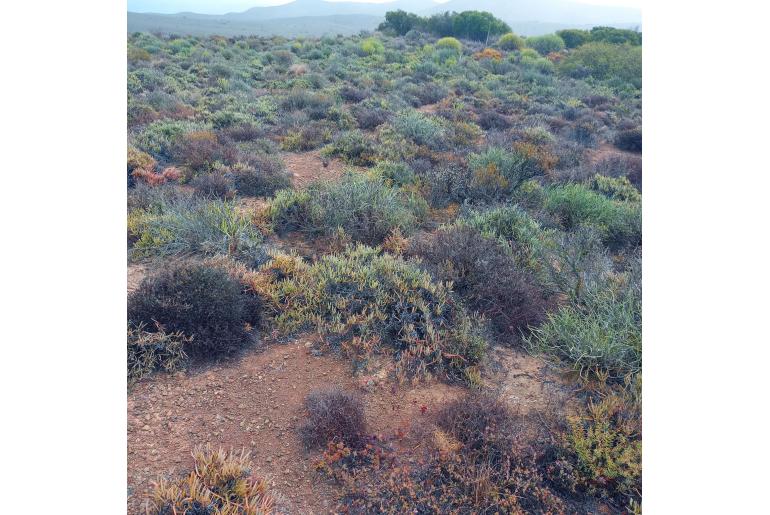 Ruschia caroli&nbsp;19636