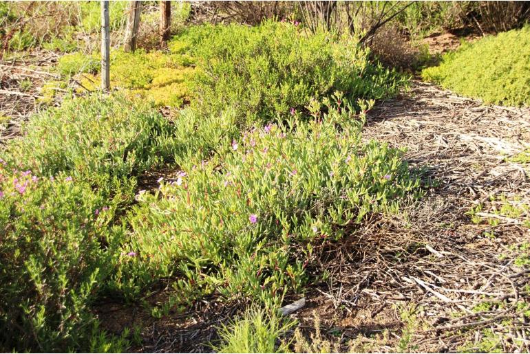 Ruschia costata&nbsp;19637