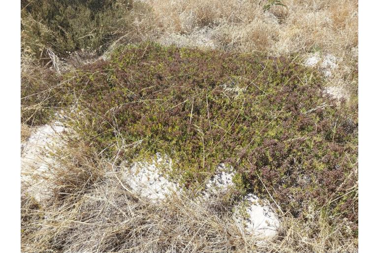 Ruschia geminiflora&nbsp;19638