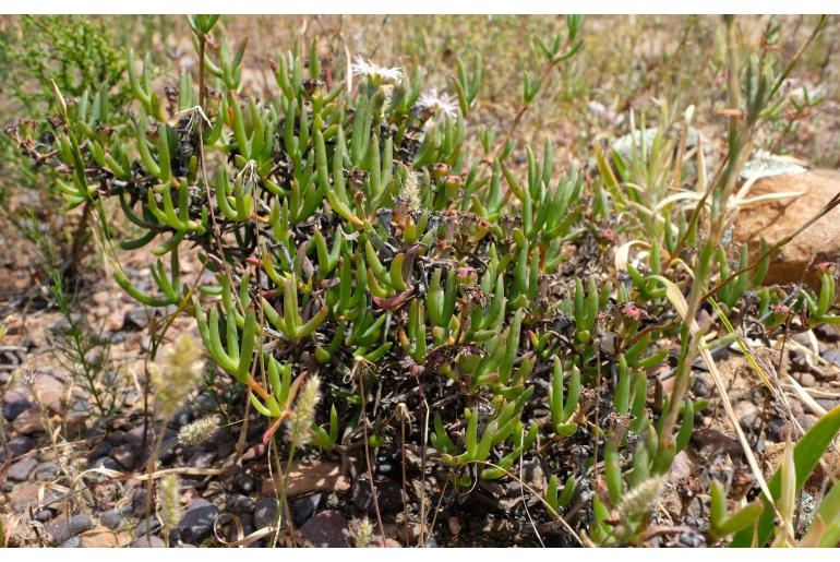 Ruschia intermedia&nbsp;19639