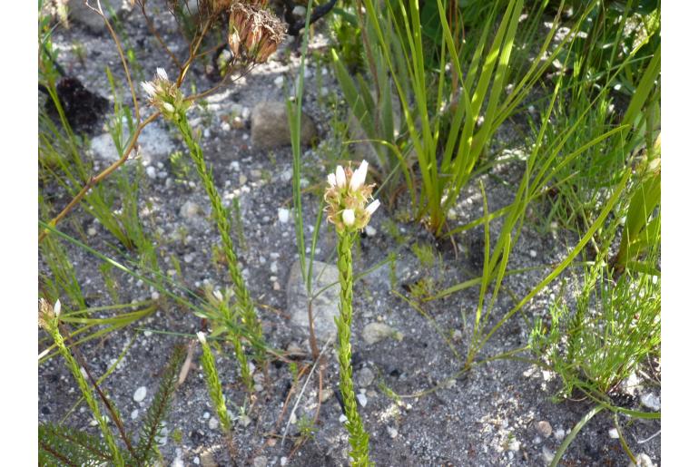 Wahlenbergia axillaris 19649