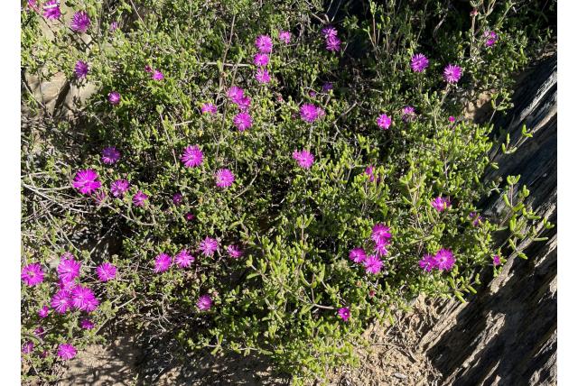 Sierlijke drosanthemum