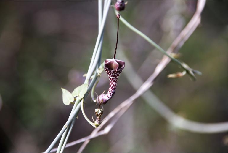 Ceropegia haygarthii -19658