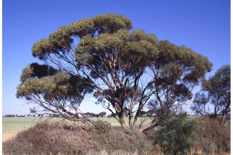 Eucalyptus kochii ssp kochii 19659