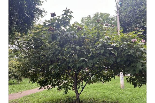 Orleaanboom