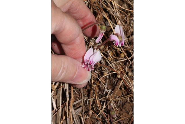 Onzekere cyclamen