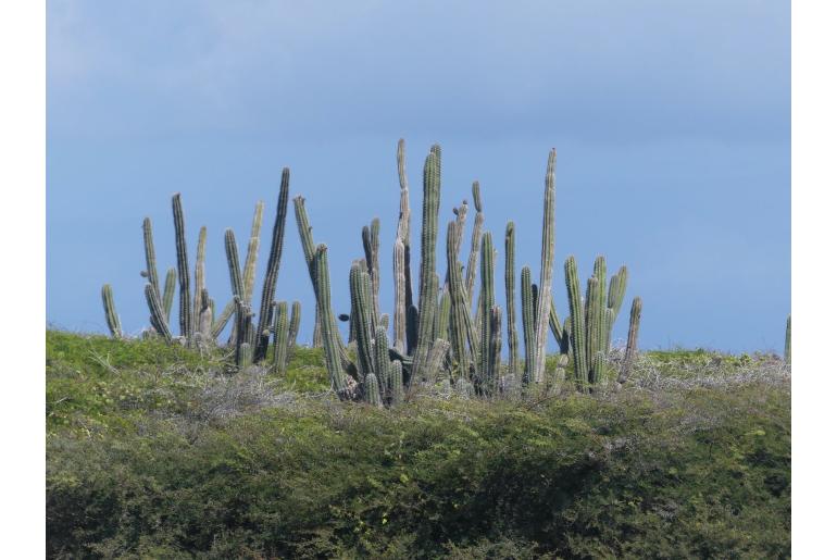 Stenocereus griseus -19681
