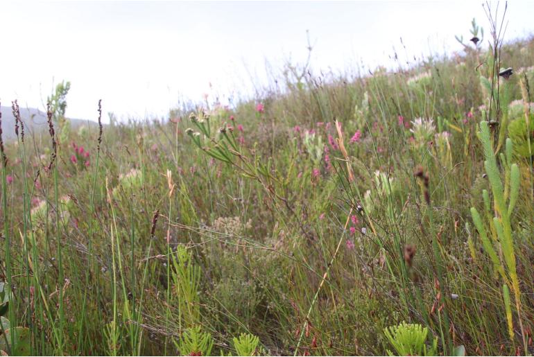 Berzelia rubra&nbsp;19682