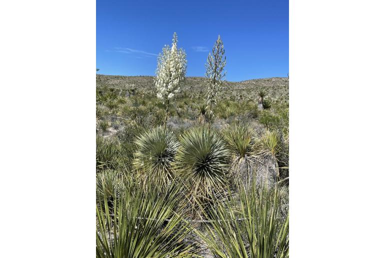 Yucca rostrata -19684
