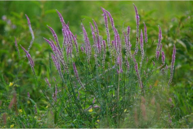 Roze-witte kattenstaart