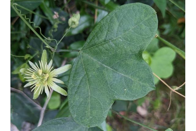 Oosterse gele passiebloem