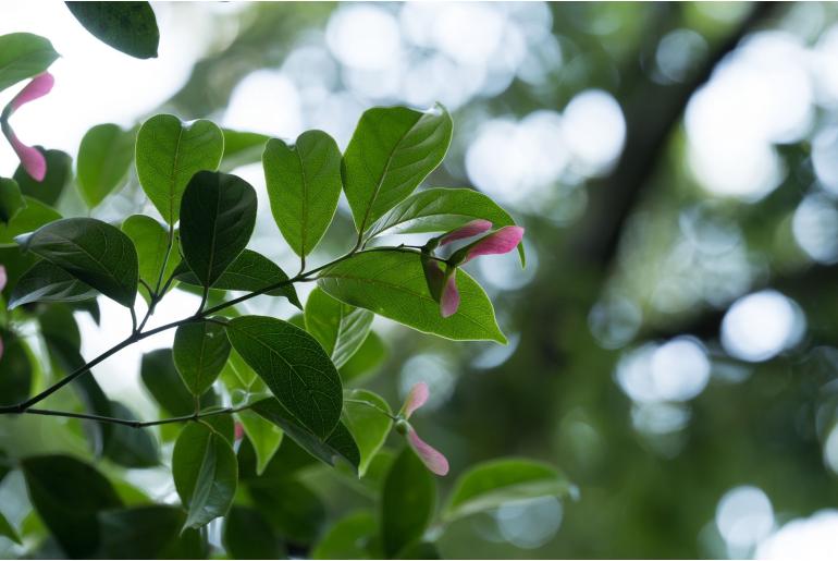 Acer laevigatum Acer laevigatum -19712