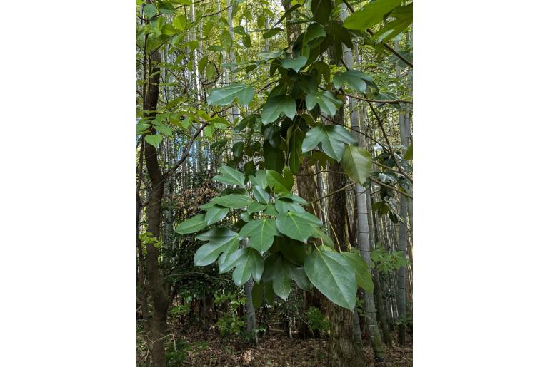 Dendropanax trifidus 19730