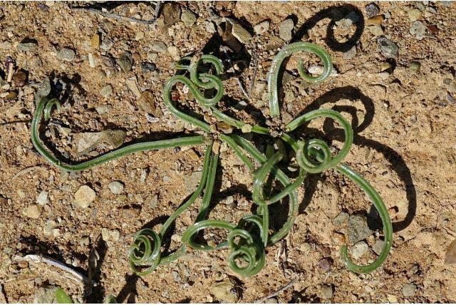 Genthyllis-vormige albuca
