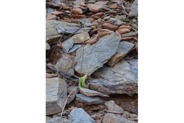 Spons bulbine