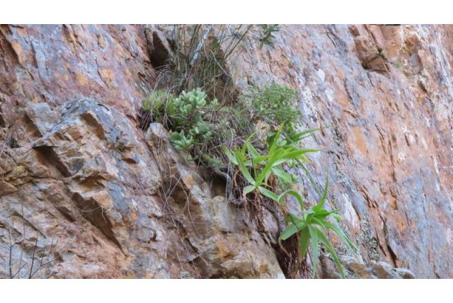 Suurberg bulbine