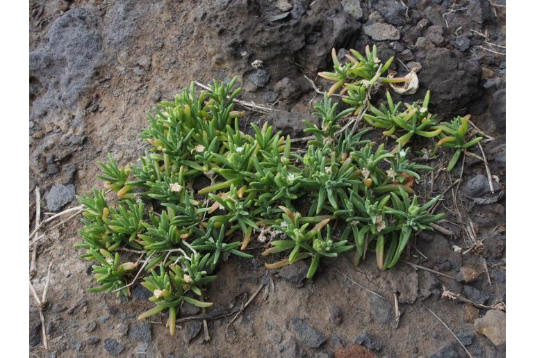 Delosperma napiforme -19777