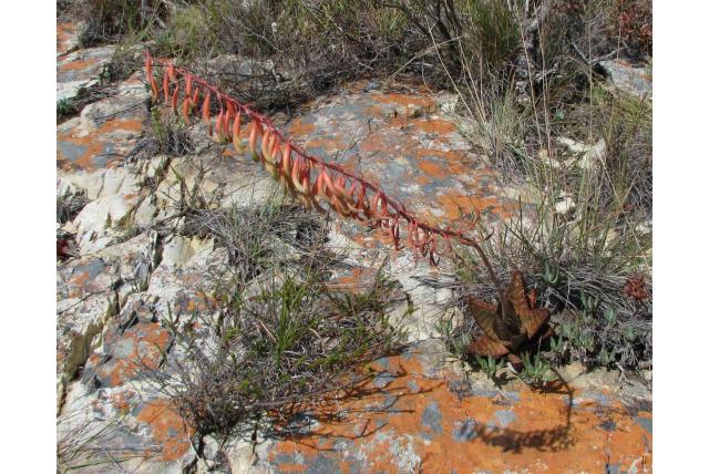 Gepolijste gasteria Gepolijste gasteria