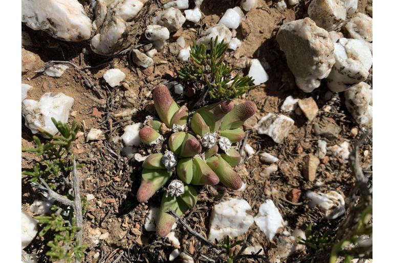 Gibbaeum gibbosum 19779