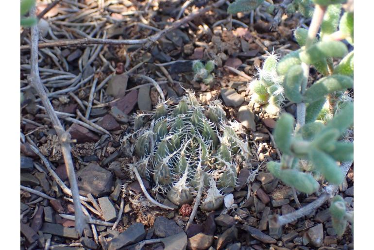 Haworthia aristata 19782