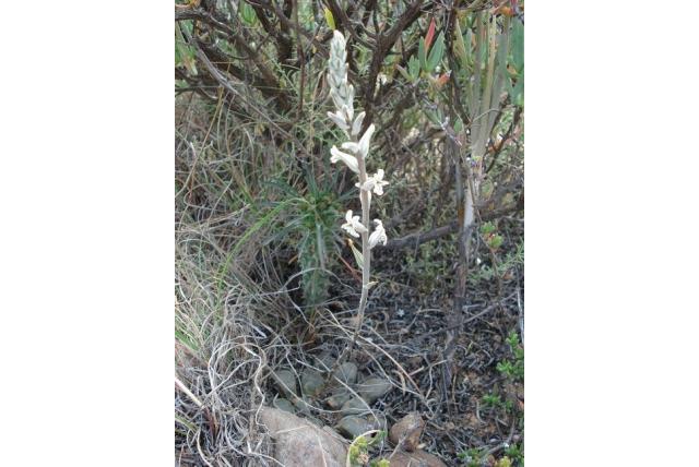 Bayer's haworthia Bayer's haworthia