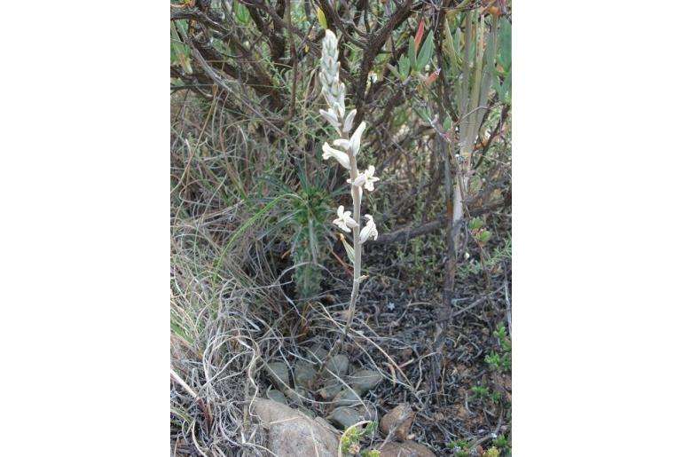 Haworthia bayeri 19783