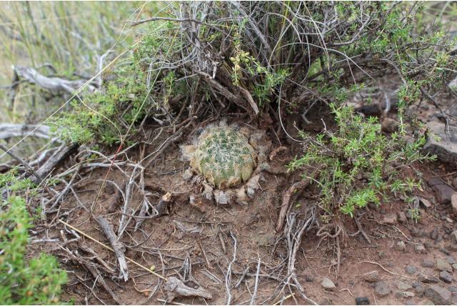 Bolus's haworthia met zwarte baard Bolus's haworthia met zwarte baard