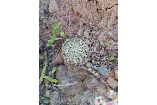 Bolus's haworthia Bolus's haworthia