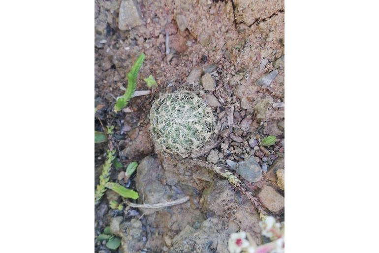Haworthia bolusii var bolusii 19785