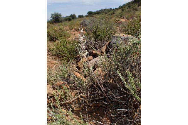 Valse Haworthie Valse Haworthie