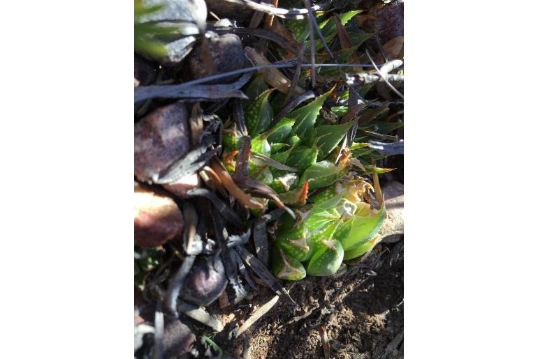 Haworthia emelyae var multifolia 19789