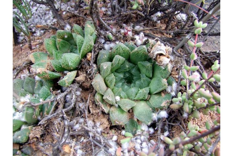 Haworthia nortieri var globosiflora 19790