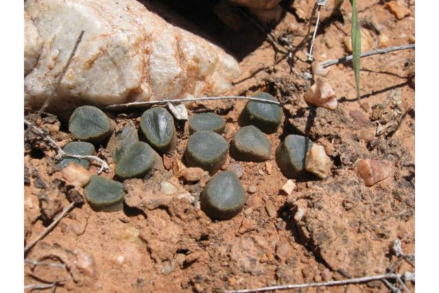 Maughan's afgeknotte haworthia Maughan's afgeknotte haworthia
