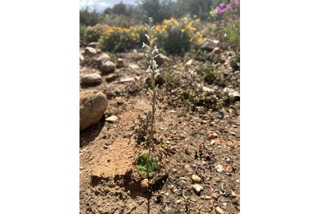 Haworthia met korte punt Haworthia met korte punt