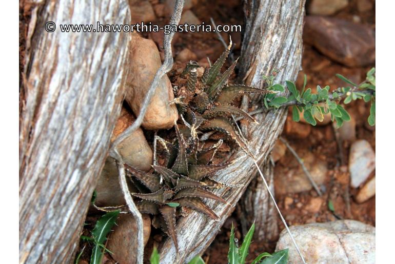 Haworthiopsis woolleyi 19793
