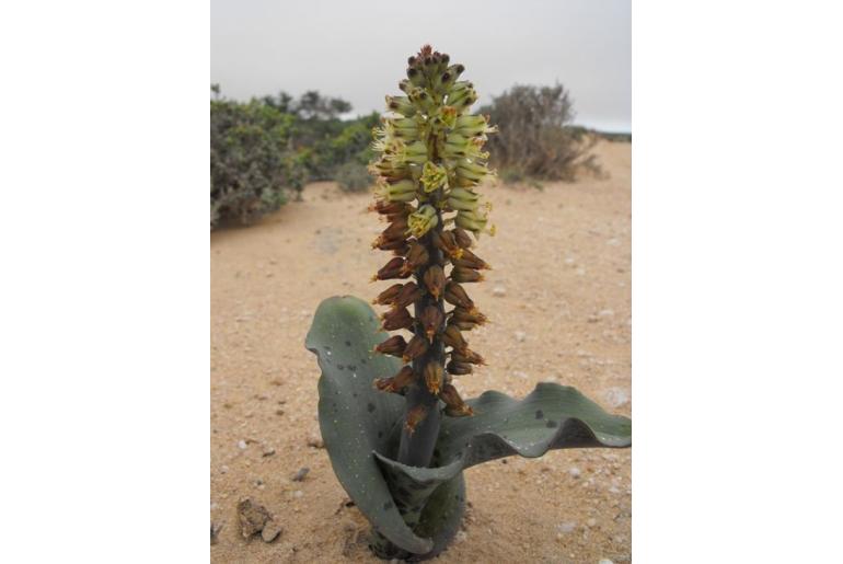 Lachenalia klinghardtiana 19795